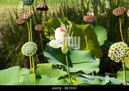 Indischer Lotus Pflanzen im Jardin des Plantes, Montpellier, Languedoc-Roussillon, Südfrankreich Stockfoto