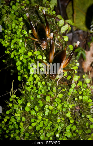 Paar der Höhle Grillen, Familie Rhaphidophoridae, bestellen Orthopteren. Fotografiert in Costa Rica. Stockfoto