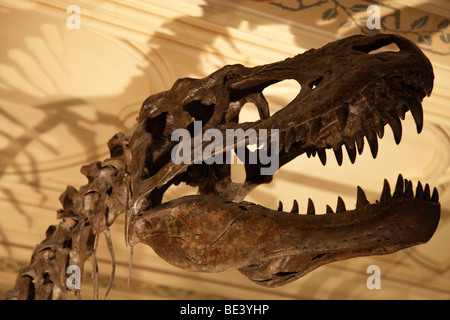 Albertosaurus Schädel am Natural History Museum, London Stockfoto