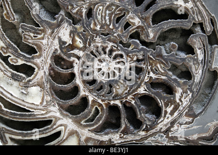 Ammonit Fossil an das Natural History Museum, London Stockfoto