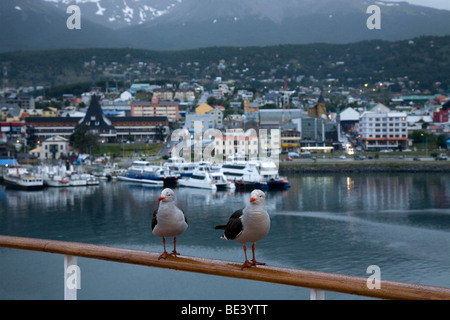 Delphin-Möwen mit Zucht Gefieder thront auf Geländer der Antarktis-Expeditionsschiff mit Ushuaia Stadtzentrum im Hintergrund Stockfoto