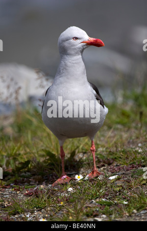 Erwachsenen Kelp Gull (Larus Dominicanus) Stockfoto