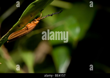 Ein Netz-winged Käfer, Reihenfolge, Coleoptera, Familie Lycidae, thront auf einem Blatt. Fotografiert in den Bergen von Costa Rica. Stockfoto