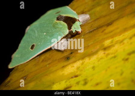 Eine türkise Motte ruht auf einem gelben Heliconia Blatt in den Nebelwald von Monteverde, Costa Rica. Stockfoto