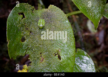 Stachelige Cochran "Glas Frosch" (Cochranella Spinosa). Glas-Frösche haben durchscheinende Fruchtfleisch, die ihre inneren Organe sichtbar lässt. Stockfoto