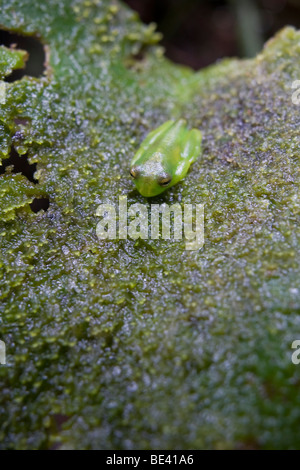 Stachelige Cochran "Glas Frosch" (Cochranella Spinosa). Glas-Frösche haben durchscheinende Fruchtfleisch, die ihre inneren Organe sichtbar lässt. Stockfoto