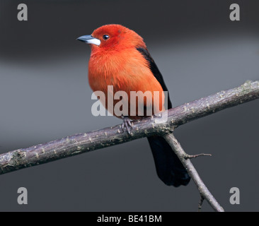 Männliche etwa Tanager (Ramphocelus Bresilius) Stockfoto