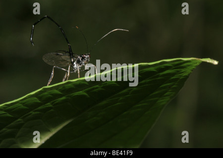 Eine parasitoidal Pelecinid Wespe (Pelecinus Polyturator) auf einem Blatt im Nebelwald von Monteverde, Costa Rica anhalten. Stockfoto