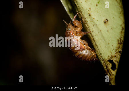 Häutung einer Zikade Ordnung Hemiptera, Familie Cicadidae. Fotografiert in Costa Rica. Stockfoto