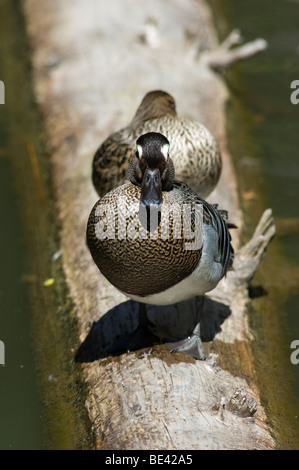 Anas Querquedula Marzaiola Garganey Knakente Ente Ente Vogel Uccelli Bayerische Wald Nationalpark Bayern Deutschland Stockfoto