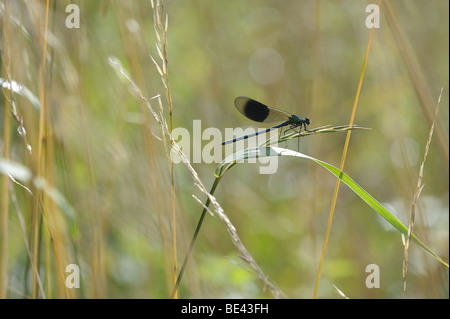 Ein Calopteryx Splendens - Banded Demoiselle (Damselfly) sonnt sich in der frühen Morgensonne in der Nähe von einem Bachlauf in Worcestershire Stockfoto