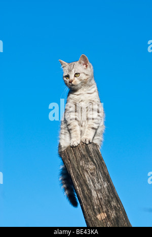 Hauskatze, 14 Wochen, sitzen auf der pole Stockfoto