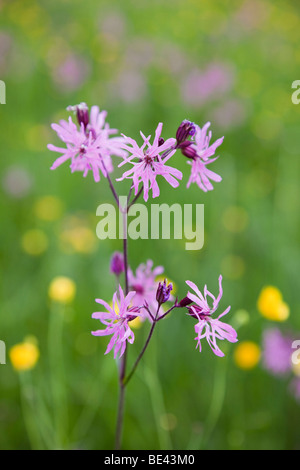 Ragged Robin Lupinus flos-cuculi im Blumenanbau in einem wildflower Meadow im Sommer. England Großbritannien Großbritannien Stockfoto