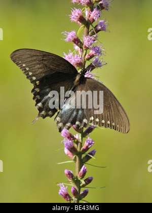 eine weibliche Spicebush Schwalbenschwanz (Papilio Troilus) auf einer Sternschnuppe Pflanze Stockfoto