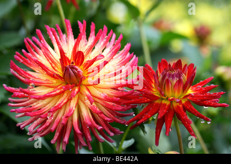 Blumen Dahlie (Dahlia Hybrida) Stockfoto