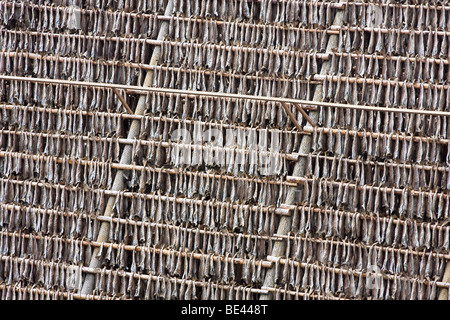 Regale der Trocknung Kabeljau, Stockfisch, in Honningsvag, Norwegen genannt. Stockfoto