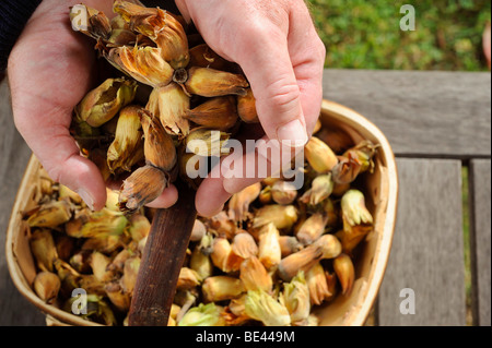 Ernte Cobnuts (kultiviert Haselnuss) in Kent und Sussex, UK. Stockfoto