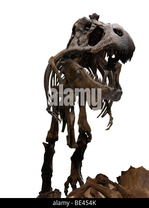 Tyrannosaurus Rex T. Rex Dinosaurier-Skelett Stockfoto