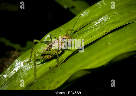 Eine gut getarnte Grashuepfer, Familie Tettigoniidae, bestellen Orthopteren. Fotografiert in Costa Rica. Stockfoto