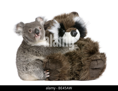 Porträt von männlichen Koala Bären umarmen Teddybär, Phascolarctos Cinereus, 9 Monate alt, vor weißem Hintergrund Stockfoto