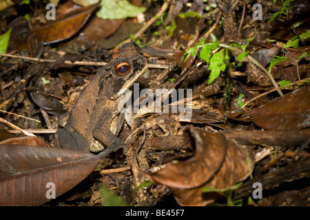 Nassen Wald Kröte (Incilius Melanochlorus). Fotografiert in den Berg-Regenwäldern von Costa Rica. Stockfoto