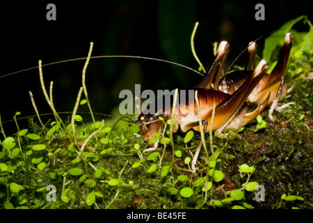 Paar der Höhle Grillen, Familie Rhaphidophoridae, bestellen Orthopteren. Fotografiert in Costa Rica. Stockfoto