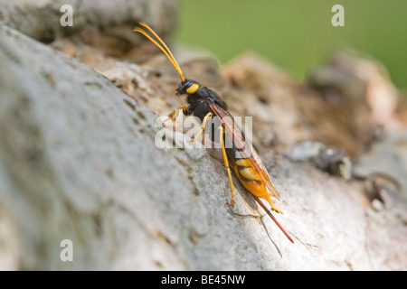 Hornschwanz (Holz Wespe) Urocervus Gigas Erwachsenen Insekt ruht auf einem Ast Stockfoto