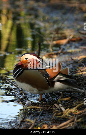 Bunte braun/grün männliche Mandarinente (Aix galericulata) Stand am Ufer des Teiches im Schatten am Ham, Richmond-upon-Thames, Surrey, Vereinigtes Königreich Stockfoto