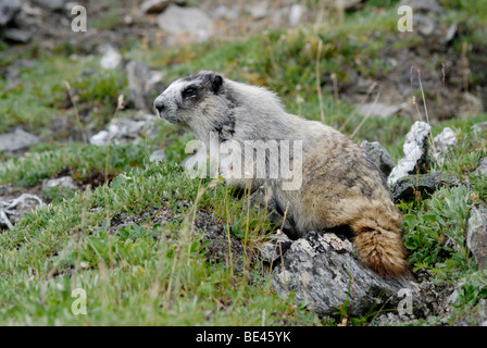 Hoary Murmeltier, Marmota Caligata Denali Nationalpark, Alaska Stockfoto