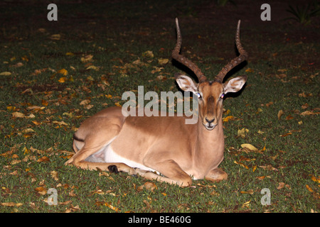 Männlichen Impala Aepyceros Melampus bei Nacht im Krüger-Nationalpark, Südafrika Stockfoto