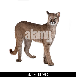 PUMA Cub, Puma Concolor, 1 Jahr alt, stehen auf weißen Hintergrund, Studio gedreht Stockfoto