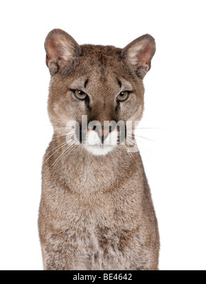 Porträt von Puma Cub, Puma Concolor, 1 Jahr alt, vor weißem Hintergrund Studio gedreht Stockfoto