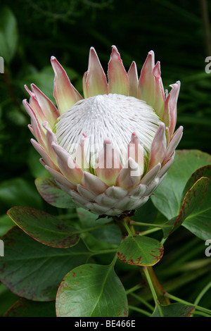 Königsprotea aka Giant Protea, Honeypot oder King Sugar Bush, Protea Cynaroides Proteaceae, Südafrika, Kap-Provinz Stockfoto