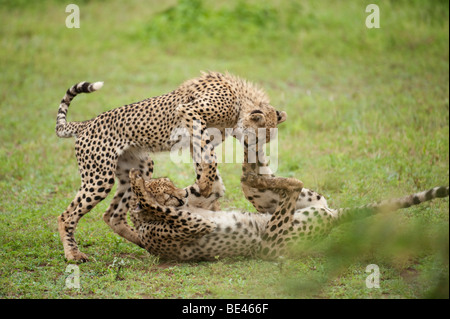 Spielen Geparden (Acinonyx Jubatus), Krüger Nationalpark, Südafrika Stockfoto