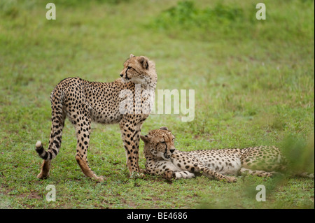 Gepard (Acinonyx Jubatus), Krüger Nationalpark, Südafrika Stockfoto