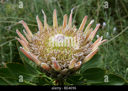 Königsprotea aka Giant Protea, Honeypot oder King Sugar Bush, Protea Cynaroides Proteaceae, Südafrika, Kap-Provinz Stockfoto