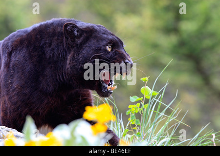 Black Panther (Panthera Pardus). Schwarze Farbe Phase des Leoparden, Knurren Stockfoto