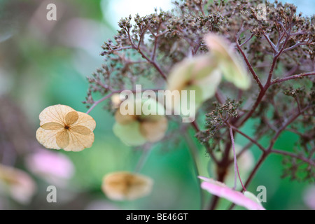 Herrlich blühende wilde Hydrangea Sargentiana rustikale Pflanze-feine Kunstfotografie Jane Ann Butler Fotografie JABP609 Stockfoto
