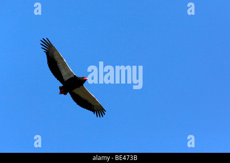 Ein Bateleur (Terathopius Ecaudatus) während des Fluges im Bereich der Botswana Chobe River Stockfoto