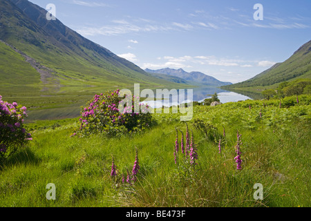 Wilde Rhododendren, Glen Etive, auf der Suche nach Loch Etive, Highland Region, Schottland. Juni 2009 Stockfoto