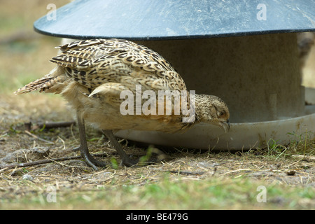 Fasan Phasianus Colchicus. 14 Wochen alten weiblichen Poult am Feeder Trichter in Release Stift, UK, Sommer. Stockfoto