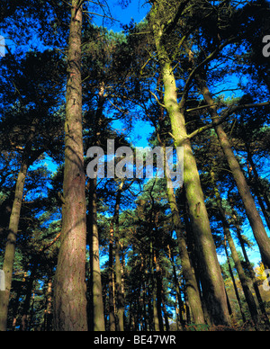 Lickey Hills Country Park Birmingham West Midlands untersuchen Kiefern Stockfoto