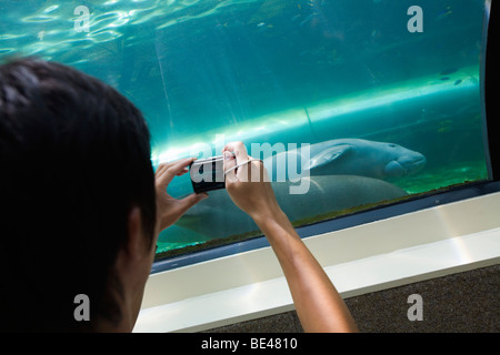 Fotografieren die Dugongs (Dugong Dugon) an der Sydney Aquarium. Darling Harbour, Sydney, New South Wales, Australien Stockfoto