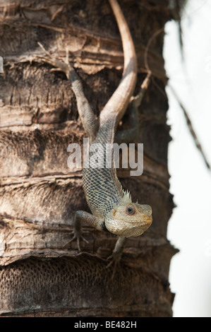 Calotes versicolor. Eidechse auf einem Coconut Palm Tree Trunk. Andhra Pradesh, Indien Stockfoto