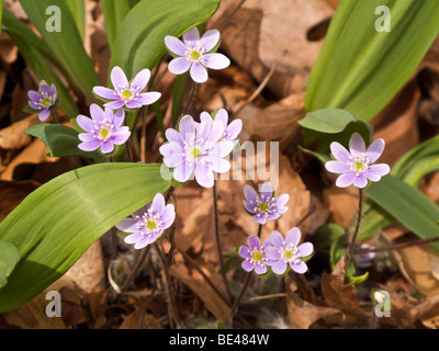 Runde-gelappt Leberblümchen. Warren Woods State Park, Michigan. Stockfoto