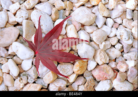 Blatt von einem japanischen Ahorn (Acer Palmatum), liegend auf Kieselsteinen Stockfoto