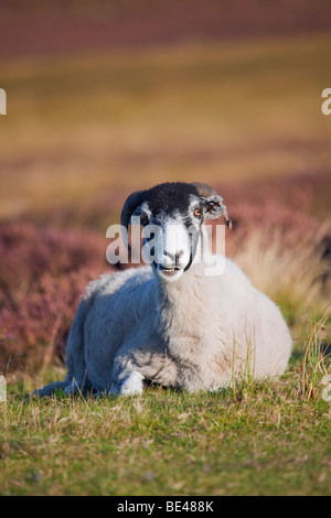 Ein Schaf, das Essen in der Nähe von Heide in den North York Moors National Park, North Yorkshire, England, Vereinigtes Königreich Stockfoto