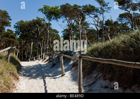 Dünen und Pinien am Strand der Ostsee auf Darß, Deutschland Stockfoto