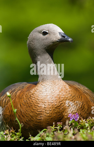 Unter der Leitung von Ashy Gans (Chloephaga Poliocephala) Stockfoto