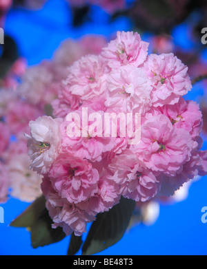 Kirschblüten hautnah auf Baum rosa weiß ziemlich Stockfoto